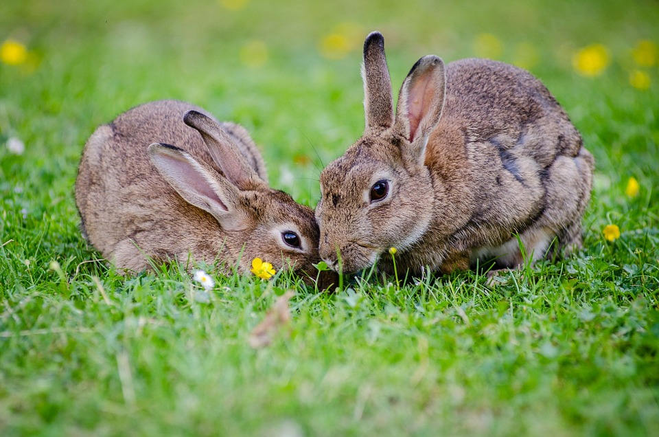  Mon lapin ronge tout ! Que faire ?