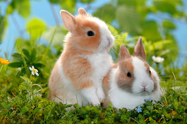 lapins nains dans l'herbe
